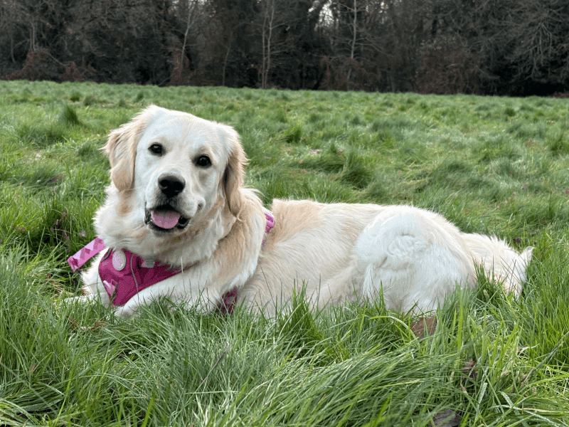 Golden Retriever lying in grass - the inspiration behind the CompanionTrack pet health app